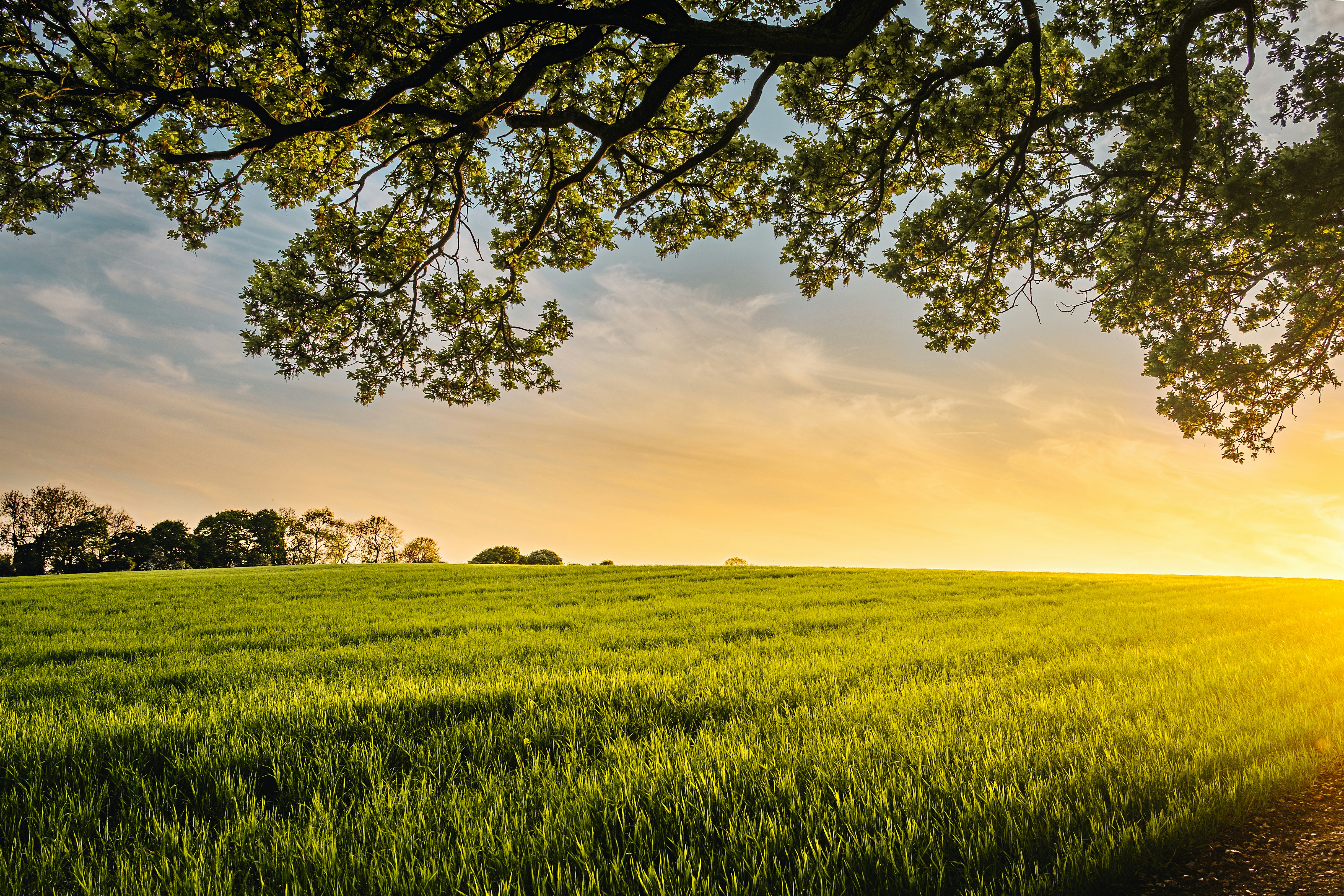 Beautiful open grass land